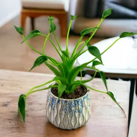  Alocasia Alocasia hibrid Tiny Dancer Balerini de colecție
