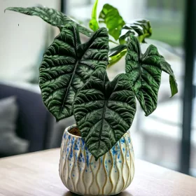    Alocasia Alocasia Sinuata, un exotic filipinez cu frunze strălucitoare, DØ10cm