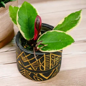  Hoya Carnosa Flamingo Dream frumos colorat DØ6cm MICROCLIM