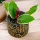  Hoya Carnosa Flamingo Dream frumos colorat DØ6cm MICROCLIM