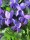  PARFUM DE FLORI VIOLETA, COMESTIBILE SI PARFANTE PENTRU SEMINTE DE UMBRA