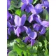  PARFUM DE FLORI VIOLETA, COMESTIBILE SI PARFANTE PENTRU SEMINTE DE UMBRA