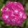 Pelargonium Ringo 2000 Trandafir peren