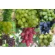 Struguri 8 struguri de masă cu fructe mari 40-60 cm