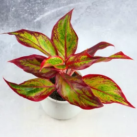    AGLAONEMA Creta FLAMES Roșu dØ9cm FLAME incredibil de colorat unic