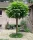 Catalpa Catalpa Aurea + seminte