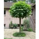  Catalpa Catalpa Aurea + seminte