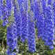  SEMINTE Delphinium Elatum F1 COBALT DREAMS planta perena