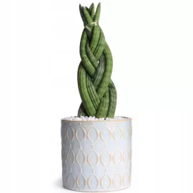  Răsad Sansevieria Braid într-un recipient de 0,5l