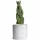  Răsad Sansevieria Braid într-un recipient de 0,5l