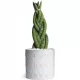  Răsad Sansevieria Braid într-un recipient de 0,5l