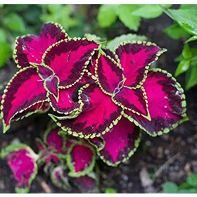  Koleus Urticaria Fairway Rose Seminte „DEJA SEMANATE”.