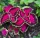  Koleus Urticaria Fairway Rose Seminte „DEJA SEMANATE”.