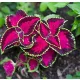  Koleus Urticaria Fairway Rose Seminte „DEJA SEMANATE”.