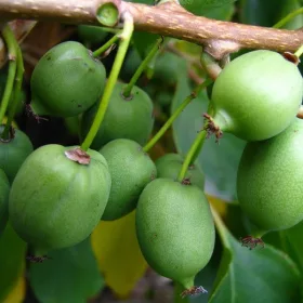    MINI KIWI Actinidia Issai Fructe uriașe Cel mai frumos răsad într-o oală