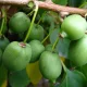  MINI KIWI Actinidia Issai Fructe uriașe Cel mai frumos răsad într-o oală