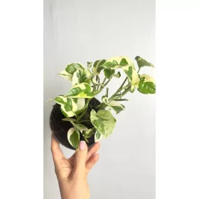    Epipremnum N'Joy O viță de vie pestriță care este ușor de cultivat
