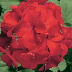    Seminte de Pelargonium Ringo Cardinal F1 "DEJA SEMANATE" perena