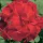  Seminte de Pelargonium Ringo Cardinal F1 "DEJA SEMANATE" perena