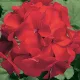  Seminte de Pelargonium Ringo Cardinal F1 "DEJA SEMANATE" perena