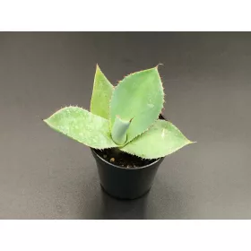  Agave potatorum var. verschaffeltii 445