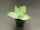  Agave potatorum var. verschaffeltii 445