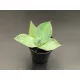 Agave potatorum var. verschaffeltii 445