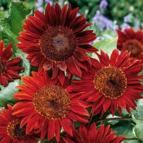    Floarea soarelui ornamentala Red Sun - ROSU PANA LA 2 METRI INALTIME, Seminte 2024
