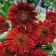  Floarea soarelui ornamentala Red Sun - ROSU PANA LA 2 METRI INALTIME, Seminte 2024