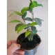  Răsad de frunze de dafin Laurus nobilis într-un recipient de 0,5-1 litri