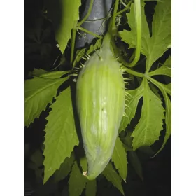    SEMINTE DE LEGUME EXOTICE DE CAIGUA CAIGUA SEMINTE DE CALCI SELENIU MAGNEZIU