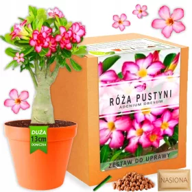    Kit de creștere a plantelor Desert Rose Bonsai baobab adenium obesum semințe