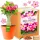  Kit de creștere a plantelor Desert Rose Bonsai baobab adenium obesum semințe