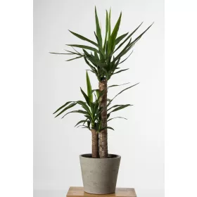  Răsad de yucca într-un recipient de 0,5 l