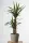  Răsad de yucca într-un recipient de 0,5 l
