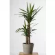  Răsad de yucca într-un recipient de 0,5 l