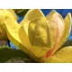  SUNSATION lalea galbenă magnolie