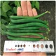  FASOLE VERDE SEMINTE JACKSON DUTCH 50 BUC