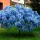  BLUE DWARF WISTERIA BLUE MOON SEMINTE MARI