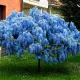  BLUE DWARF WISTERIA BLUE MOON SEMINTE MARI