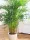  Răsad Areca Dypsis Lutescens de palmier într-un recipient de 1-2 litri