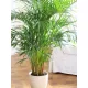  Răsad Areca Dypsis Lutescens de palmier într-un recipient de 1-2 litri