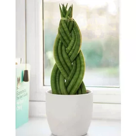    Răsad de Sansevieria Cylindrica într-un recipient de 0,5-1 litri