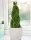  Răsad de Sansevieria Cylindrica într-un recipient de 0,5-1 litri