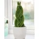  Răsad de Sansevieria Cylindrica într-un recipient de 0,5-1 litri