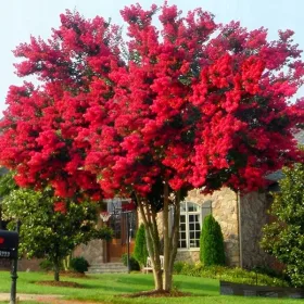    INDIAN LAGERSTROEMIA RED CEL MAI LUNG TUF INFLORIT DIN LUME INSAMANTARE 30-40cm