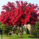  INDIAN LAGERSTROEMIA RED CEL MAI LUNG TUF INFLORIT DIN LUME INSAMANTARE 30-40cm