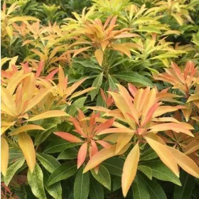    Răsad japonez alb Japonica Flaming Silver Pieris, mare, de 2 ani, 1,2 l