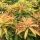  Răsad japonez alb Japonica Flaming Silver Pieris, mare, de 2 ani, 1,2 l