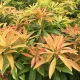  Răsad japonez alb Japonica Flaming Silver Pieris, mare, de 2 ani, 1,2 l